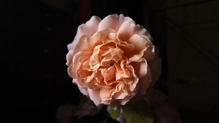 Bright Pink rose in close-up, perfect for cards, prints, floristry, and festive ads.の写真素材