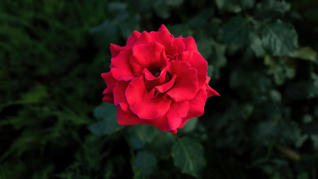 Bright red rose in close-up, perfect for cards, prints, floristry, and festive ads.の写真素材