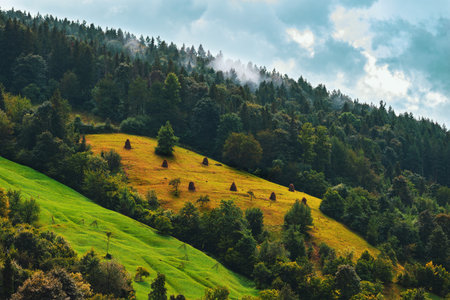 Misty mountain slope covered with forest and colorful meadows in the Carpathiansの写真素材