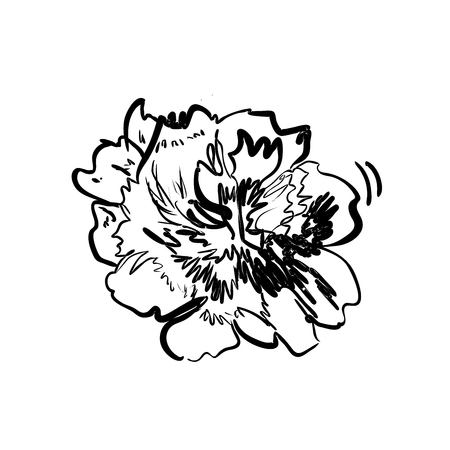 Peony flower isolated on white background. Card with a pion. Vector illustration. Flowers obscure the background.Set vector silhouettes of hand drawn peony flowers isolated on white background.のイラスト素材