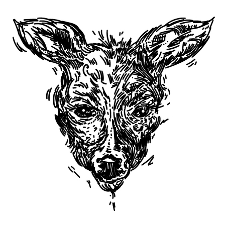 Hand drawn realistic sketch of a deer, isolated on backgroundのイラスト素材