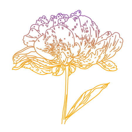Illustration with peony flower isolated on white background.Vector illustration. Silhouette.Peony Realistic Vector illustration.Peony. Hand drawn vector illustration. Graphic hand drawn floral pattern. Textile fabric design.のイラスト素材
