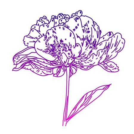 Illustration with peony flower isolated on white background.Vector illustration. Silhouette.Peony Realistic Vector illustration.Peony. Hand drawn vector illustration. Graphic hand drawn floral pattern. Textile fabric design.のイラスト素材