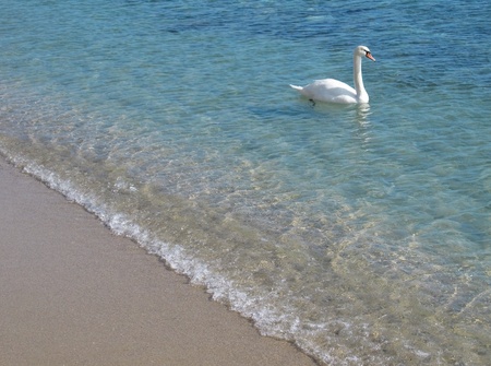 Swan swimming in the shallow sea water near the beach.の写真素材
