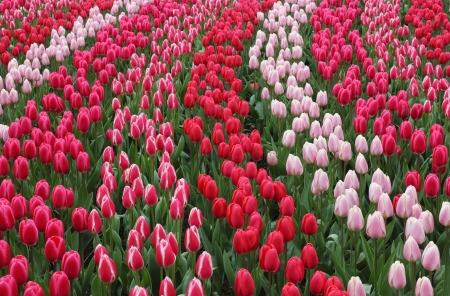 Keukenhof gardens natural park waves of red tulips.の写真素材
