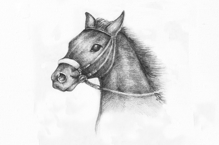 Detail of a horse etude, pencil drawing on white paper artist at age of 15.の写真素材