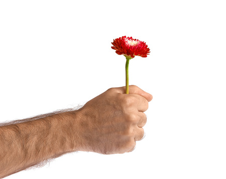 Red flower in man hand fist isolated on whiteの写真素材