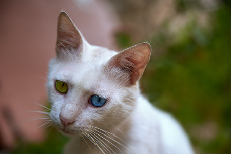 White cat with blue and green eyes close-upの写真素材