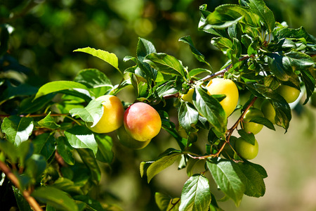 Apricot tree branch with ripe fruits and leavesの写真素材