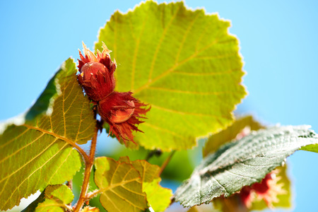 Hazel filbert tree with hazelnuts on the branch macro closeupの写真素材