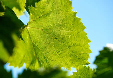 Green grape leaf and vine macro close upの写真素材