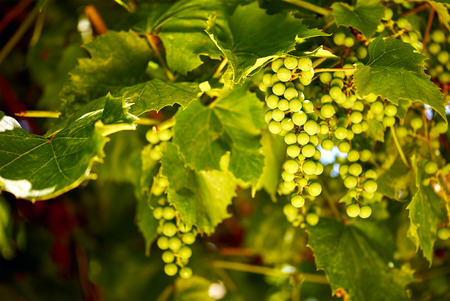 Green grape vine over blurry leaves backgroundの写真素材