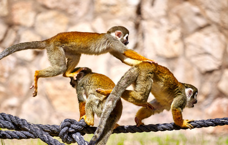 Group of monkeys playing on the ropeの写真素材