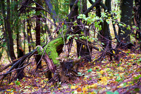 Snag stump stub in the green forestの写真素材