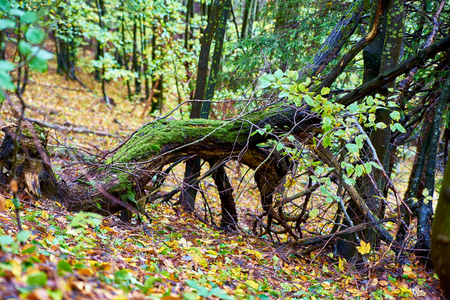 Snag stump stub in the green forestの写真素材