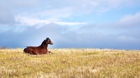 Horse pastures at the green grass meadowの写真素材