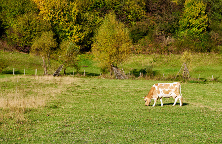 Cow pastures on the farm field. Rural scene.の写真素材