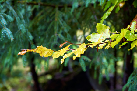 Autumn Tree Branch with yellow leaves close upの写真素材
