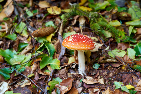 Mushrooms in the autumn forest in mountainsの写真素材