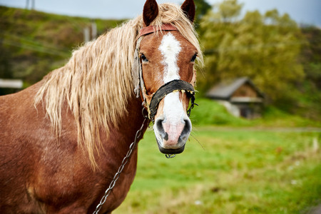 Horse head with beautiful mane close upの写真素材