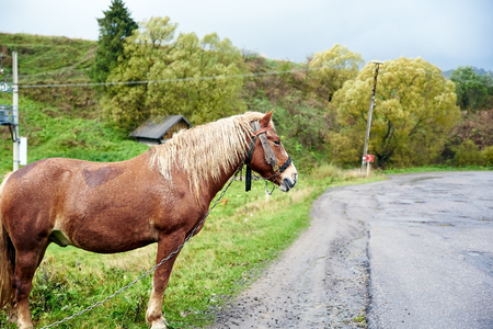 Horse with beautiful mane on the road. Rural scene.の写真素材