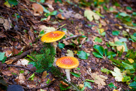 Mushrooms in the autumn forest in mountains