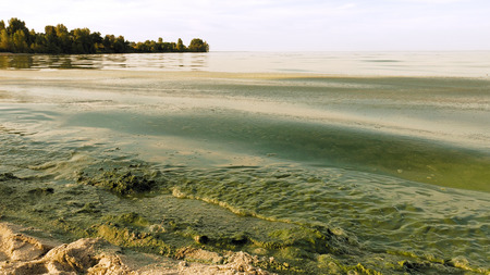 Polluted water in lake or river has intensive green color. Algal bloom is a result of environmental pollution that leads to global warming and climate change on the Planet. Green waves are crushing.の写真素材