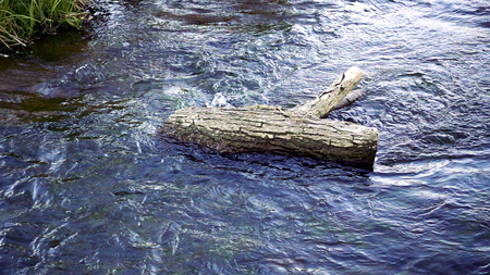 Water stream flows around the log. Water flows calm creating small waves. Beauty in nature zen like scene.の写真素材