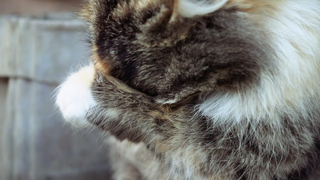 Cute little cat washes. Cats used to wash with its tongue and paw. Domestic pet behavior.の写真素材