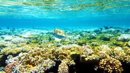 Tropical fish and colorful coral reef underwater shot. Red sea coral reef underwater nature wild...