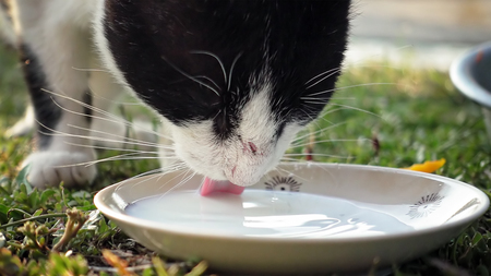 Nice cat is drinking milk from a cat bowl. Detailed closeup shot.の写真素材