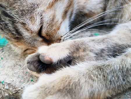 Cat muzzle sleeping close upの写真素材