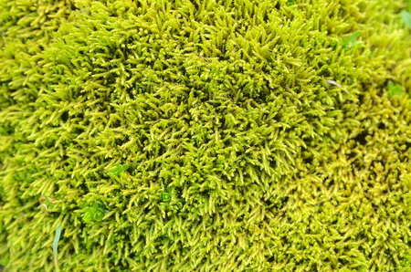 Moss. Snippet of alpine nature. Altai Republic, Russiaの写真素材
