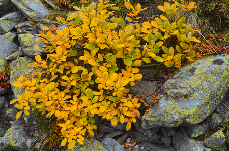 Willow and stone. Snippet of alpine nature. Altai Republic, Russiaの写真素材