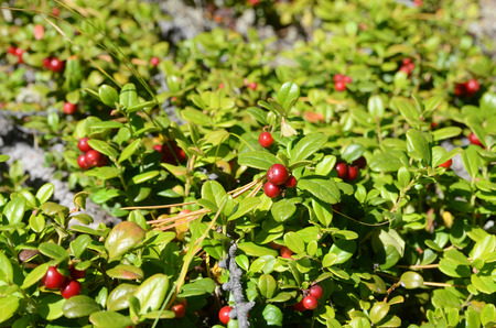 Cowberry. Snippet of alpine nature. Altai Republic, Russiaの写真素材
