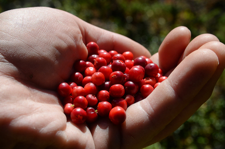 Handful of cowberries. Altai Republic, Russiaの写真素材