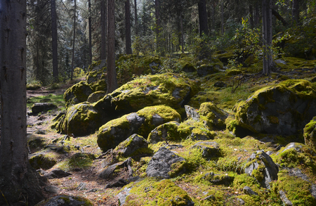 Piece of sunlight in mossy forest. Altai Republic, Russiaの写真素材