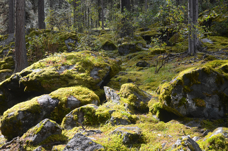 Piece of sunlight in mossy forest. Altai Republic, Russiaの写真素材