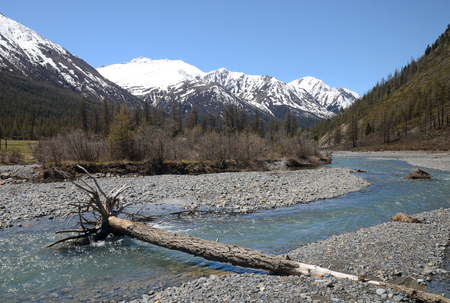 Tree trunk in mountain river serves a bridge. Karagem Glade, Altai Republic, Russiaの写真素材