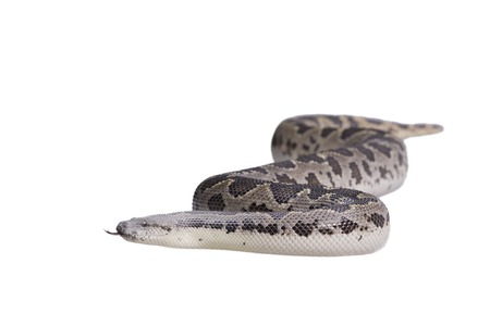 Eryx conicus isolated on white background.