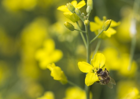 The working bee on the yellow flower of canolaの写真素材