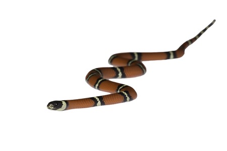 Sinaloan milk snake, Lampropeltis triangulum sinaloae, in front of white background