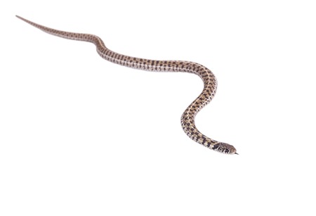 Garter Snake Thamnophis radix isolated on white background.の写真素材