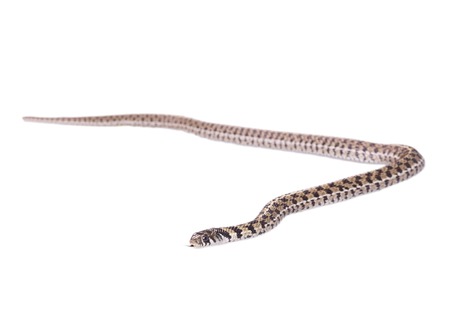 Garter Snake Thamnophis radix isolated on white background.