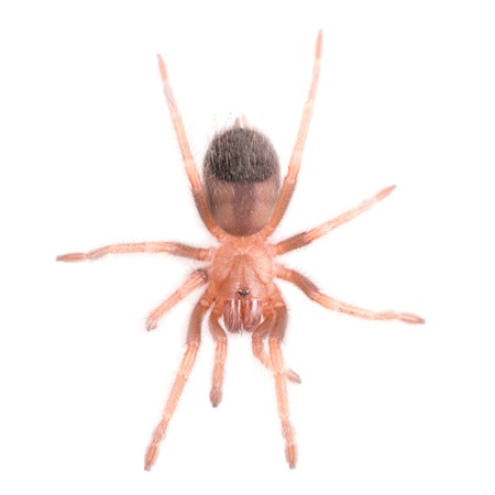 Brachypelma vagans spider Isolated on white background