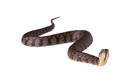 Watersnake Nerodia rhombifer isolated on white backgroundの写真素材