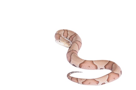 Copperhead Agkistrodon contortrix isolatedの写真素材
