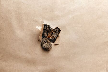 Spotted cat looks at the camera and squints through the yellow torn paper. Copy spaceの写真素材