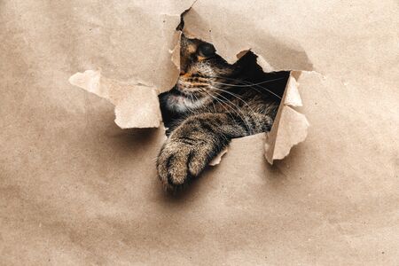 Spotted cat looks playfully at the bottom through yellow torn paper. Copy spaceの写真素材