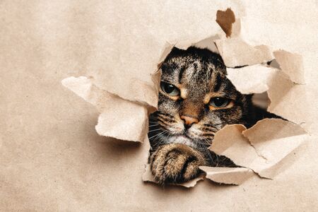 Spotted kitten cute looks at the lens through a yellow torn paper. Copy space